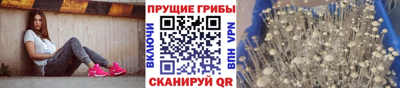 Купить закладки  Карасук  Псилоцибиновые грибы мухоморы 
